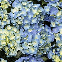 Blaue Hortensie