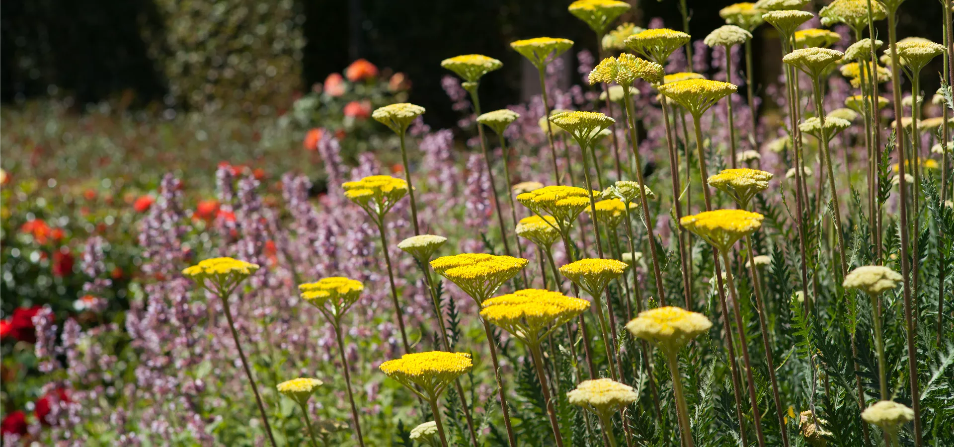 Achillea filipendulina