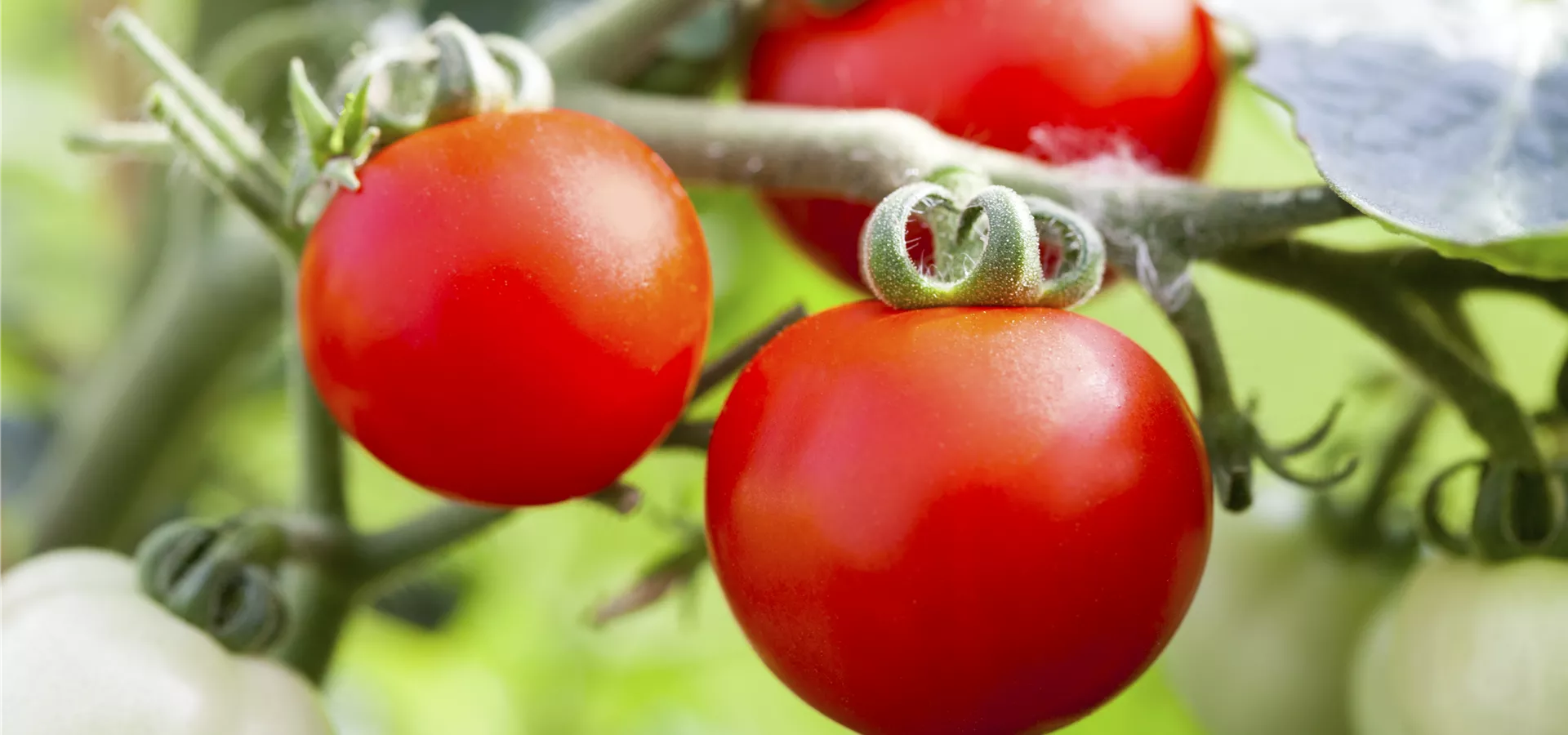 Solanum lycopersicum