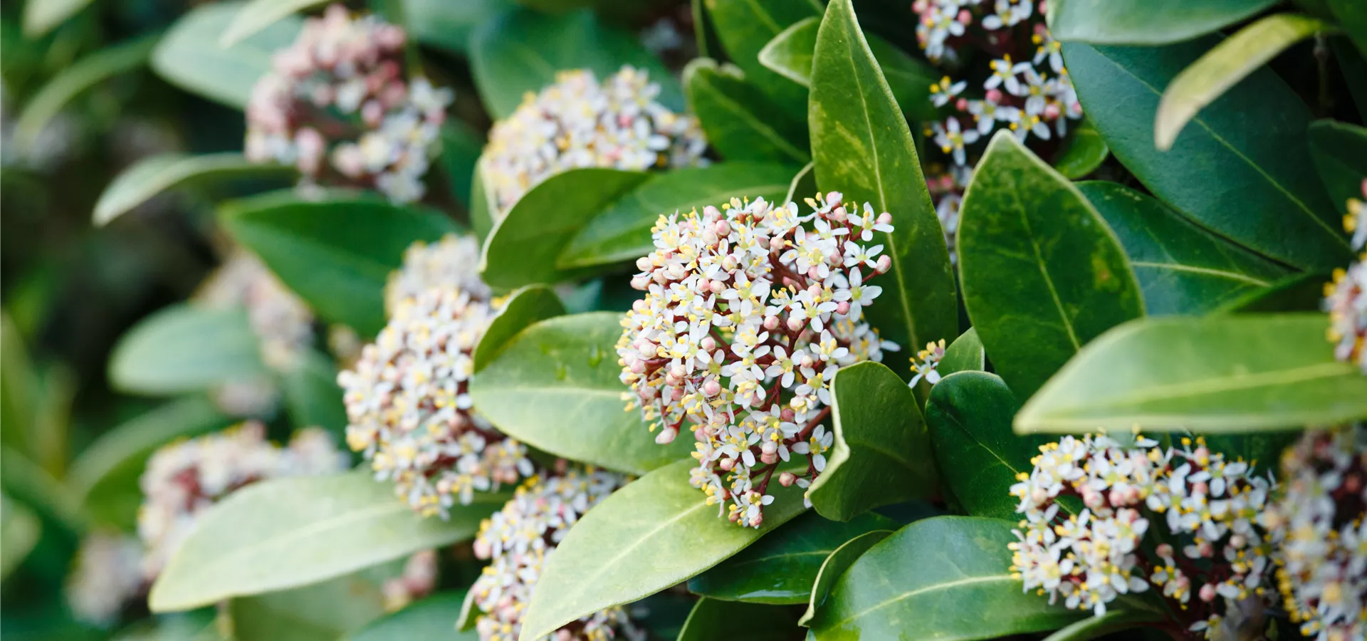 Skimmia japonica