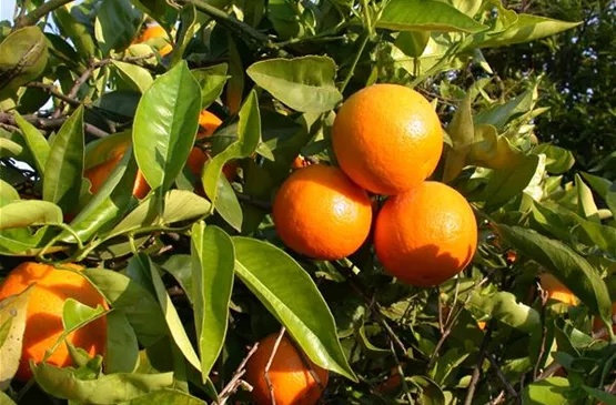 Citrus sinensis