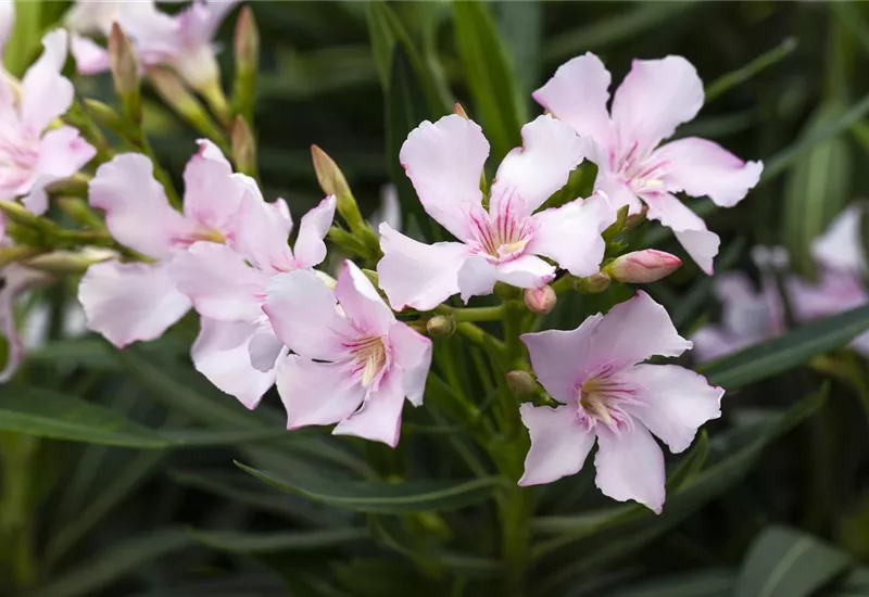 Rosa Blüten Oleander