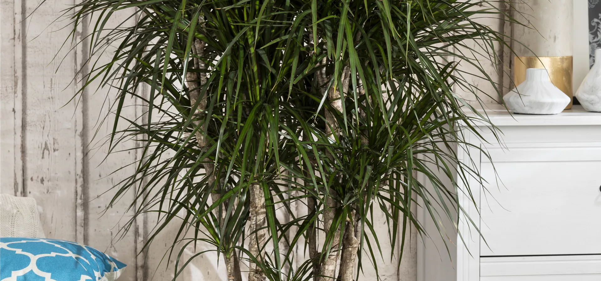 Dracaena marginata, Stamm