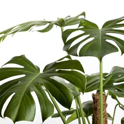 Monstera deliciosa