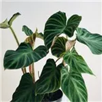 Philodendron Verrucosum