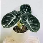 Alocasia Black Velvet