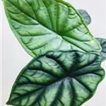 Alocasia dragon scale