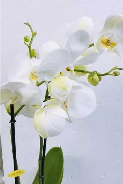 Orchidee 