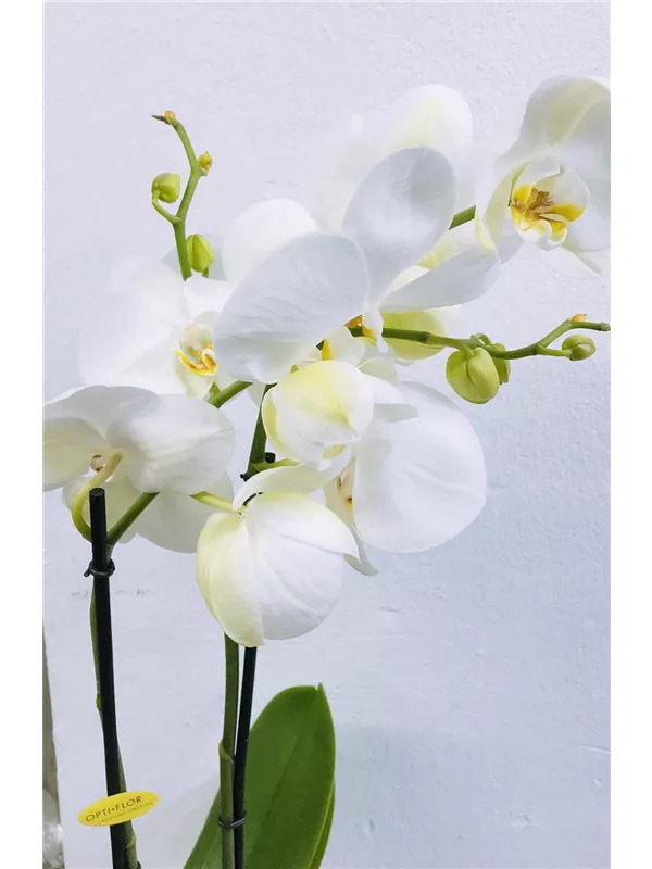 Orchidee 