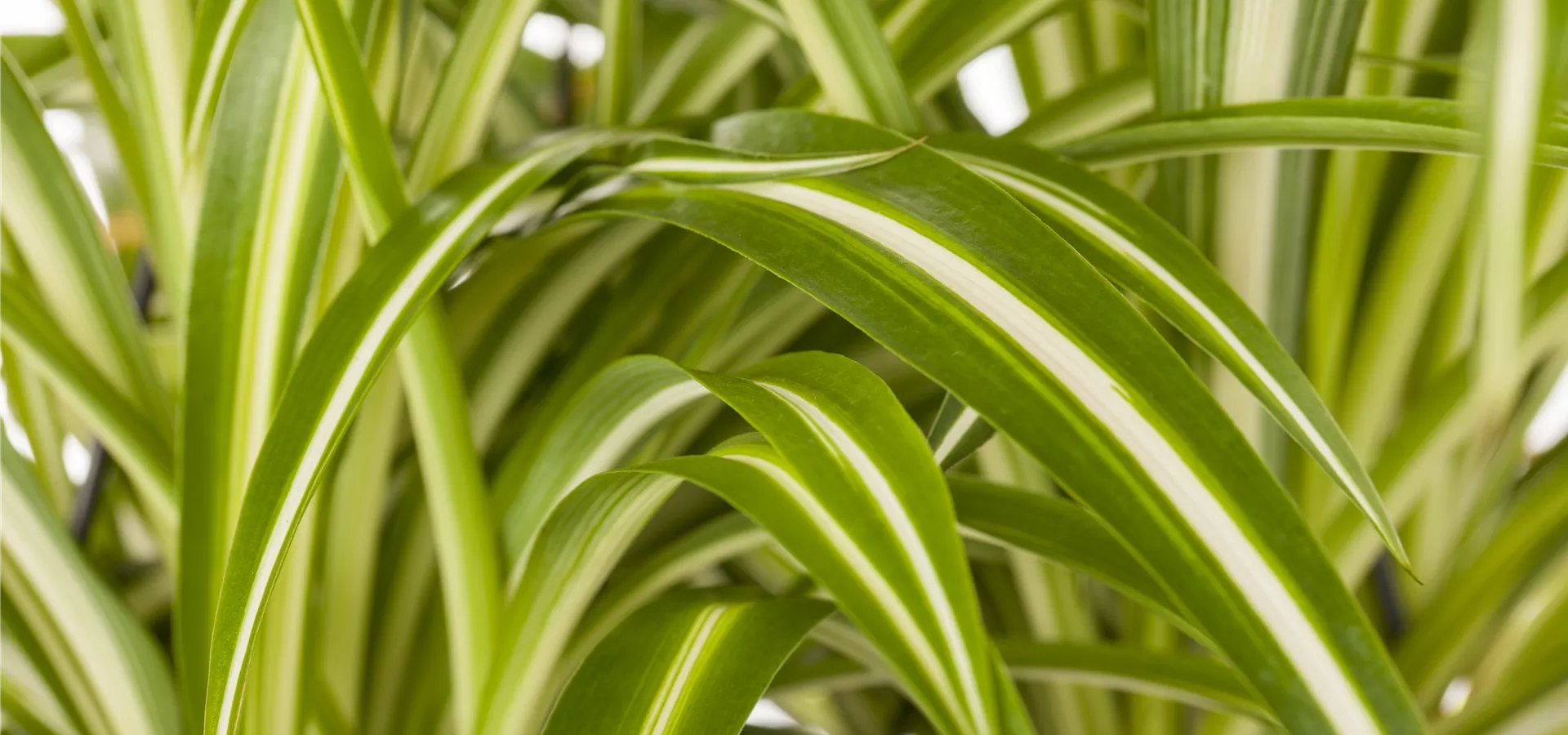 Chlorophytum comosum 'Variegatum'