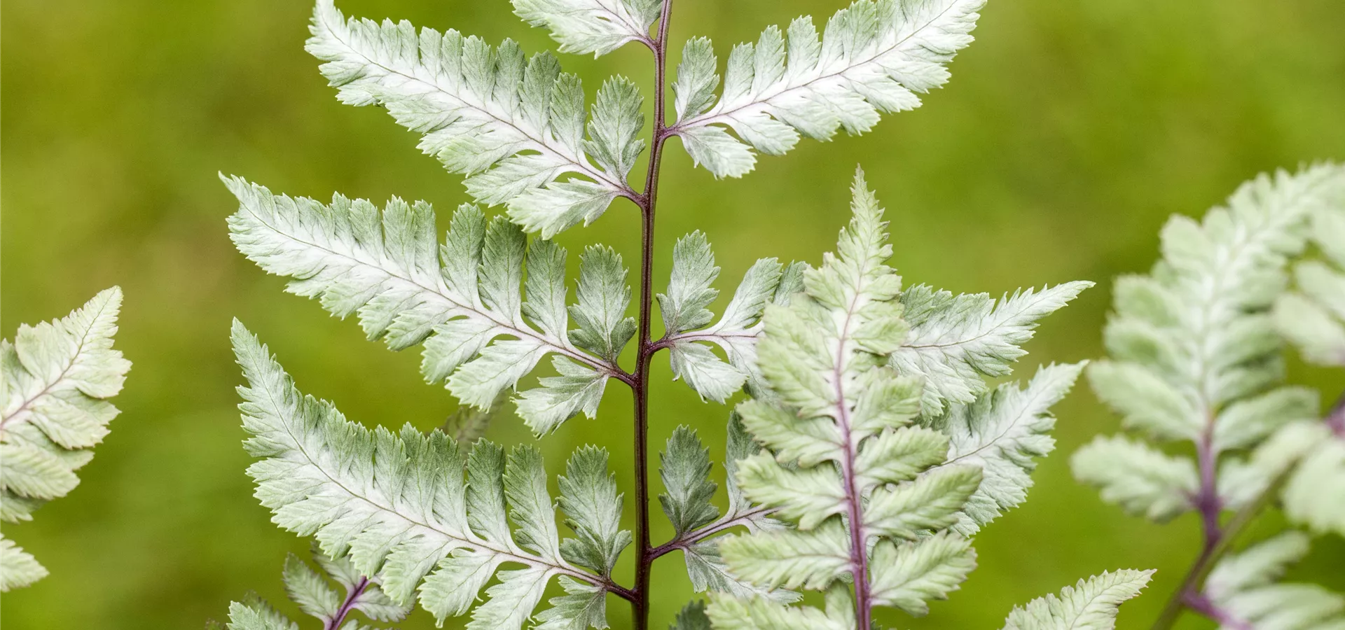 Athyrium niponicum var. pictum 'Silver Falls'