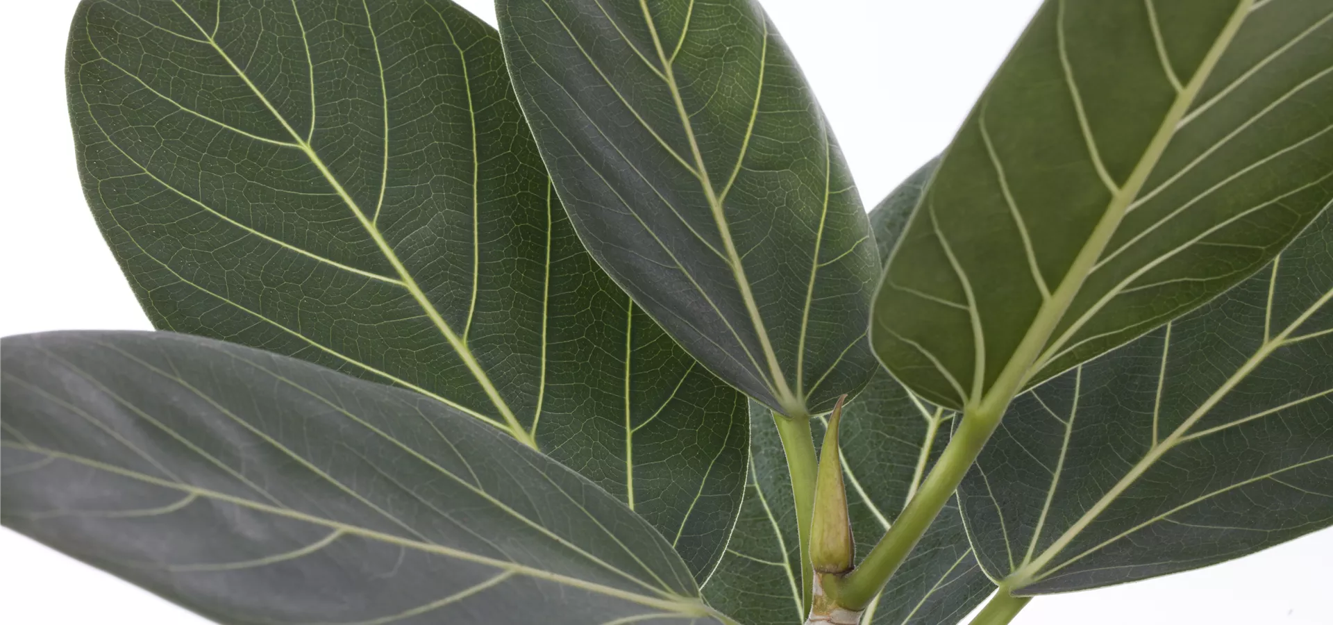 Ficus benghalensis 'Audrey'