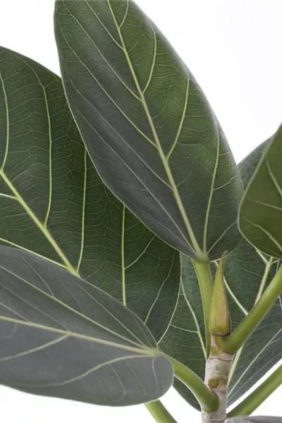 Ficus benghalensis &#39;Audrey&#39;