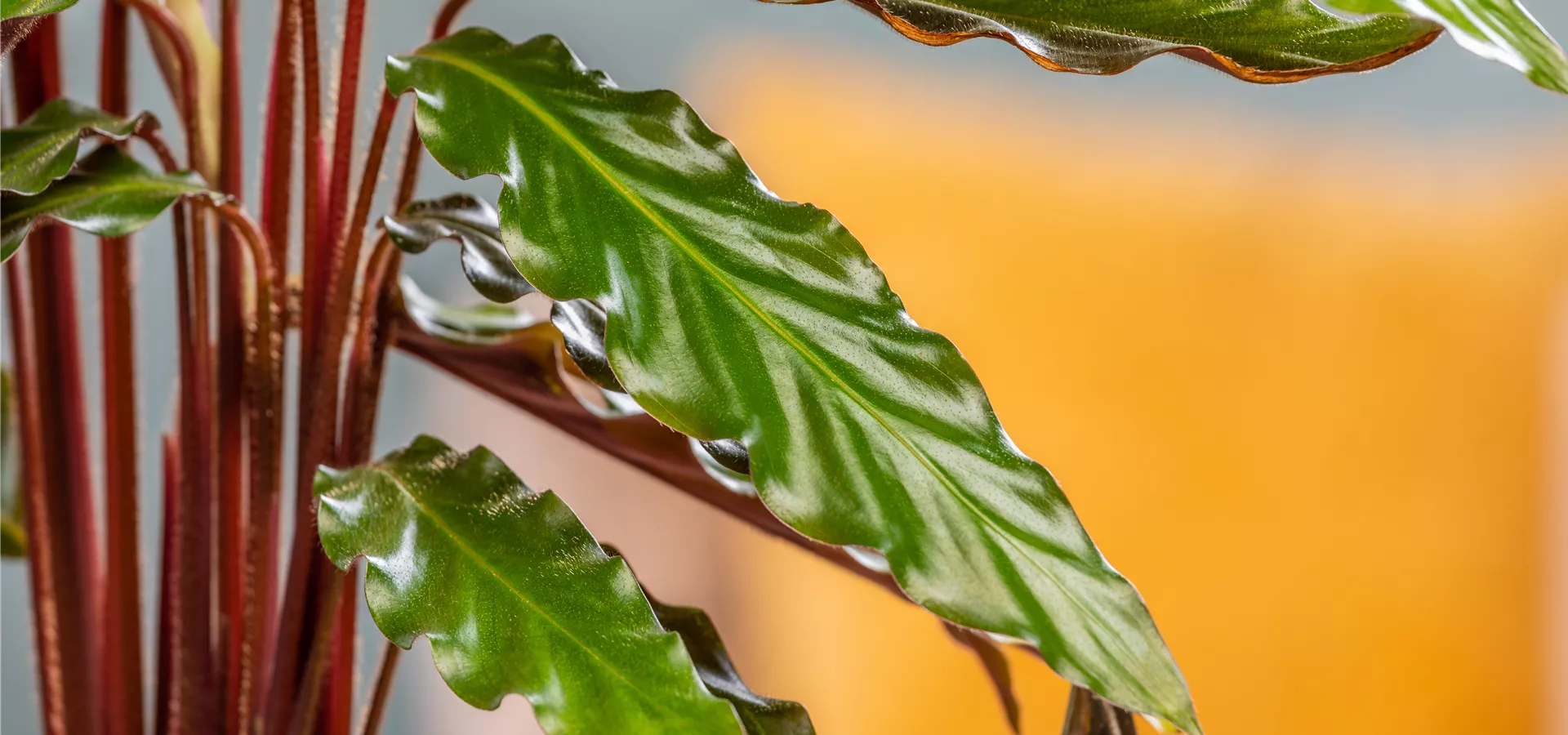 Calathea rufibarba