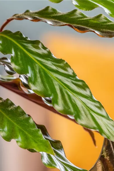 Calathea rufibarba