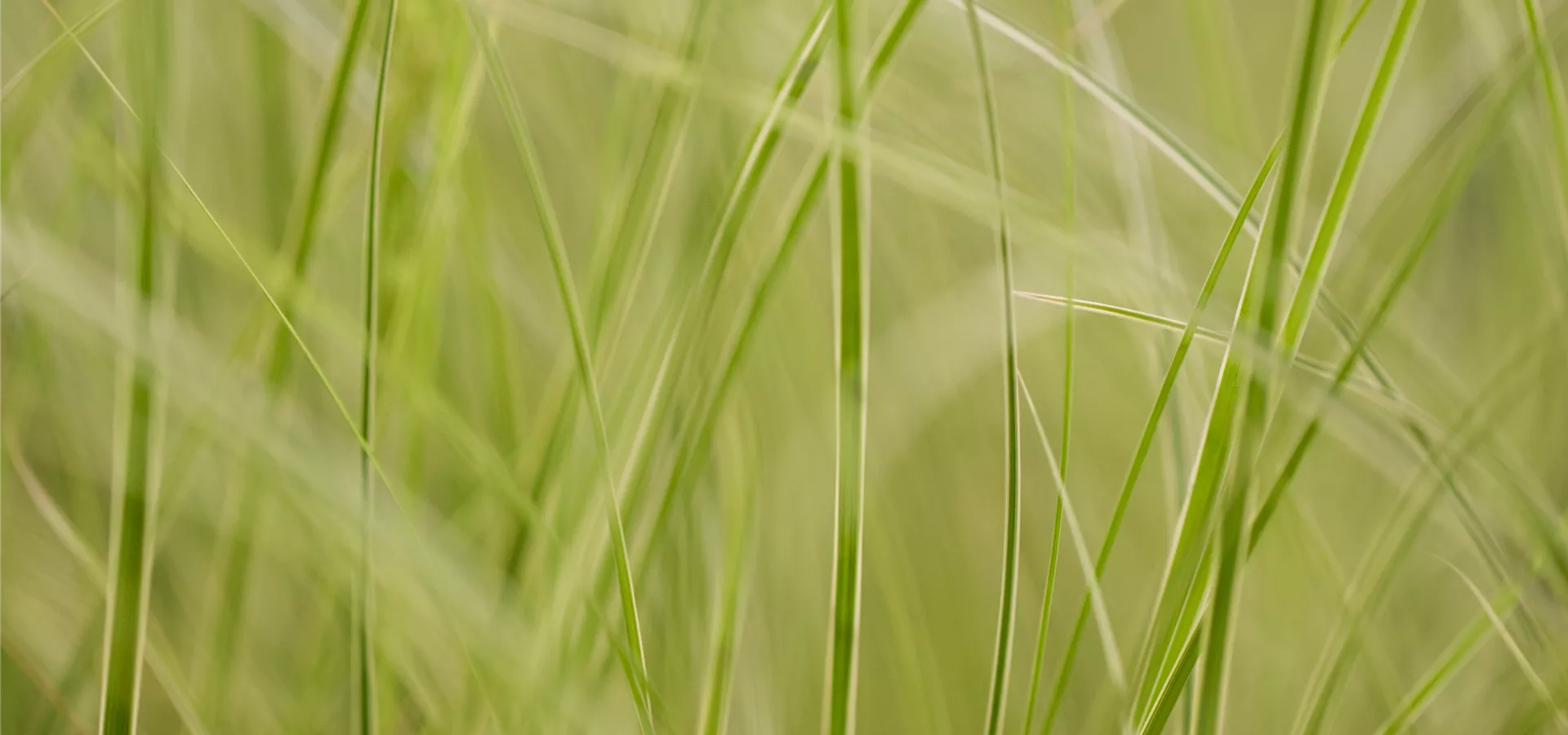 Carex brunnea 'Variegata'