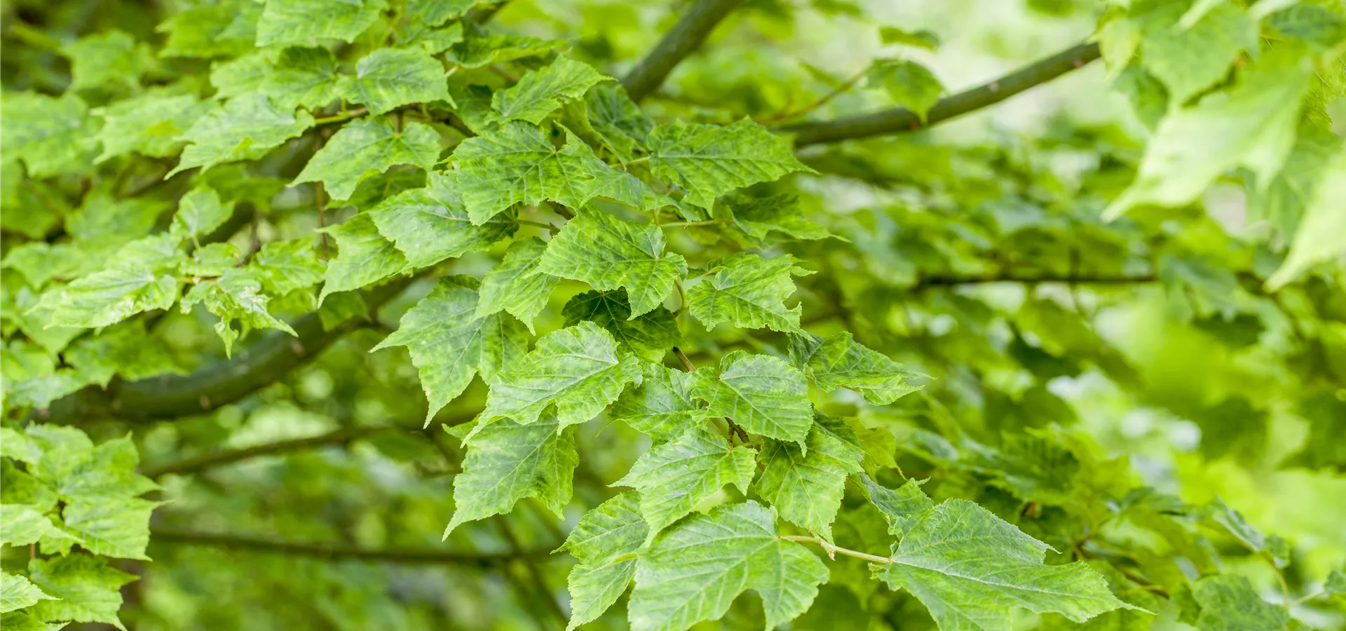 Acer davidii 'Purple Bark'