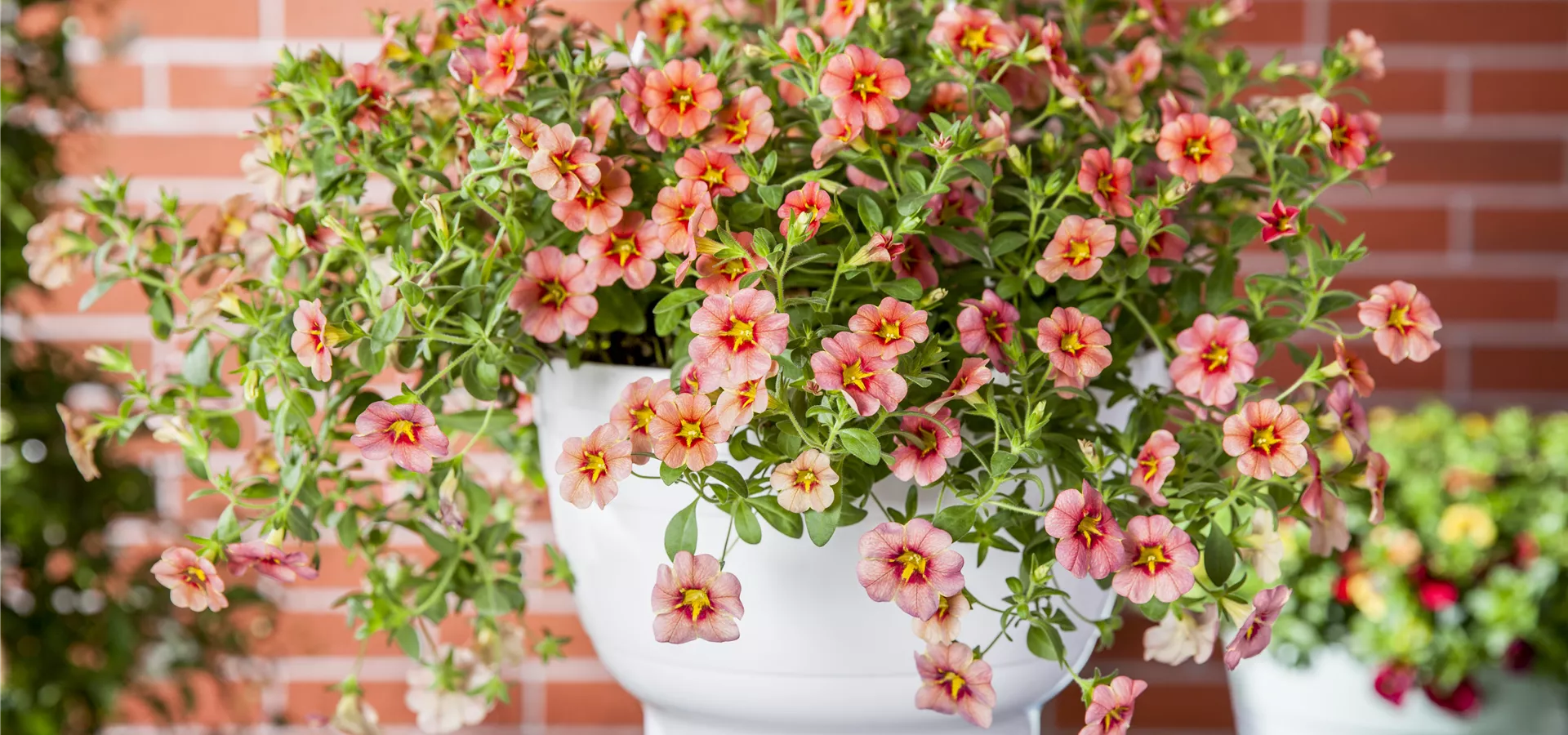 Calibrachoa