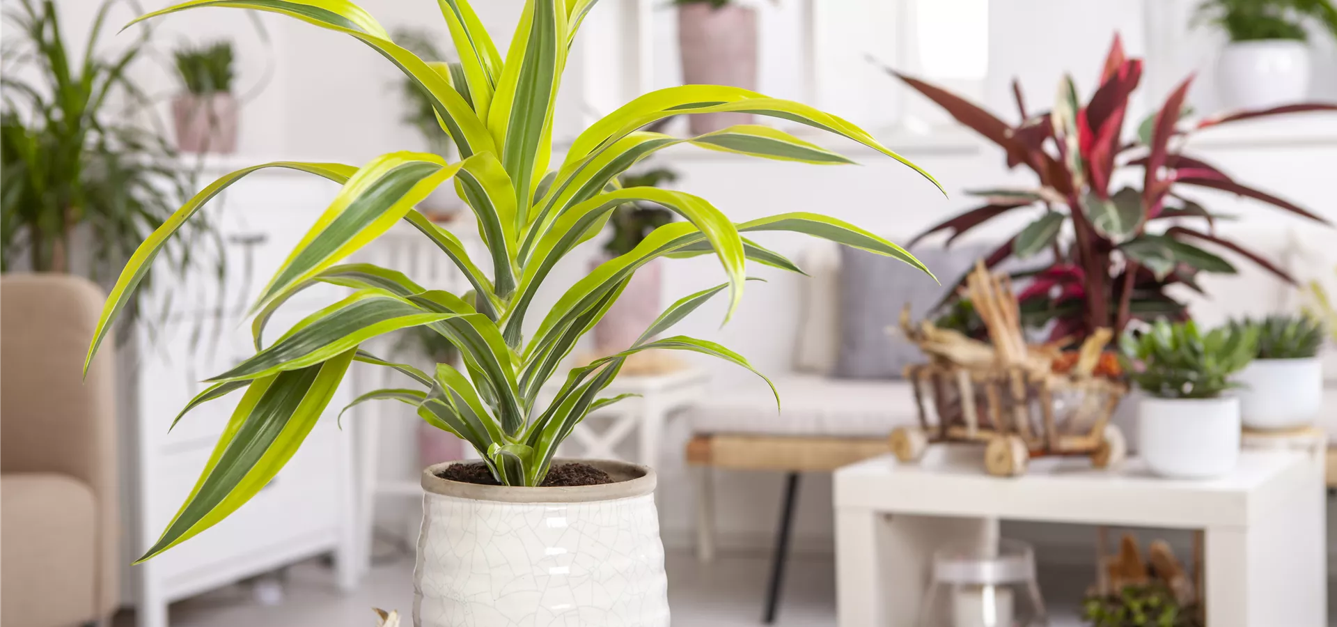 Dracaena fragrans 'Lemon Lime'