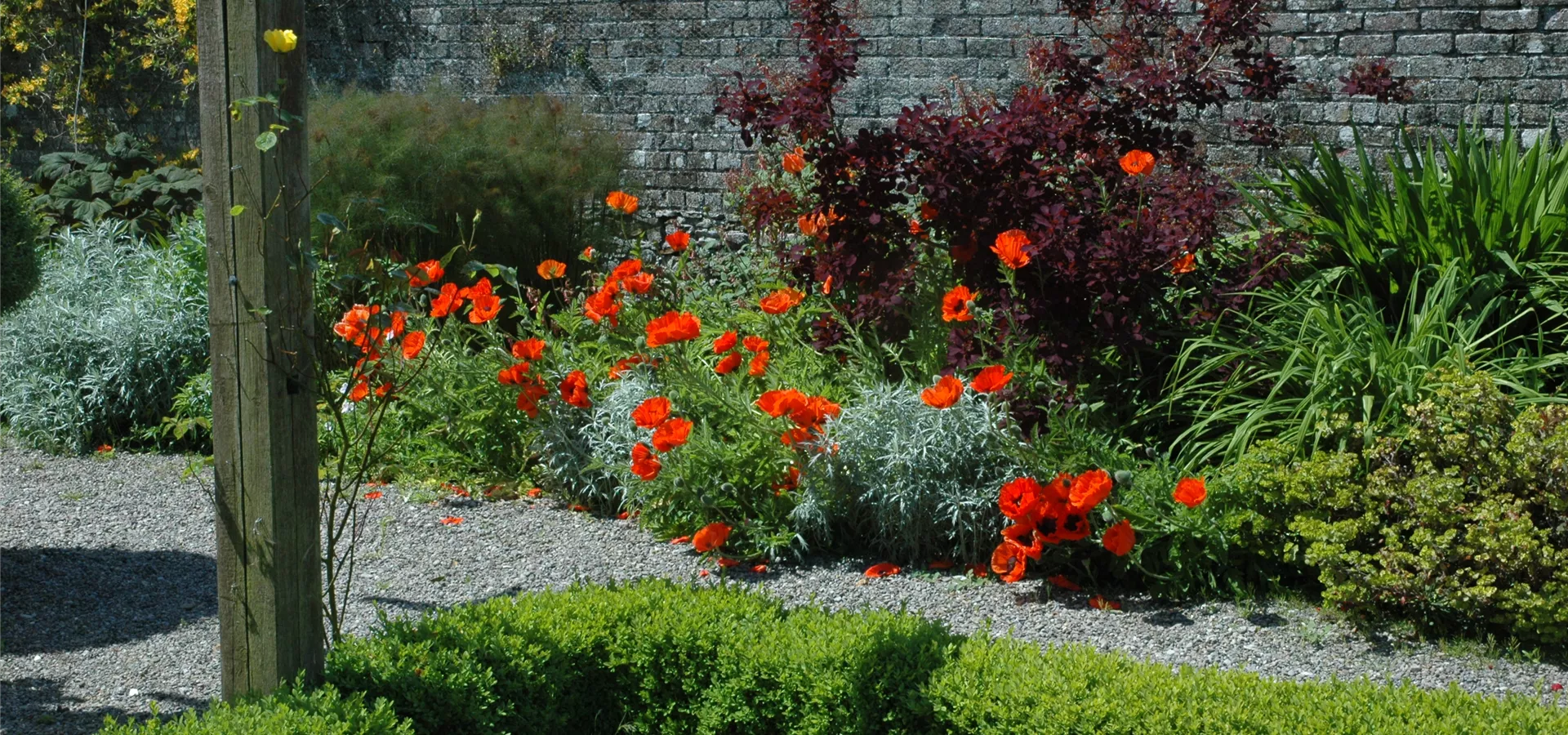 Papaver orientale, rot