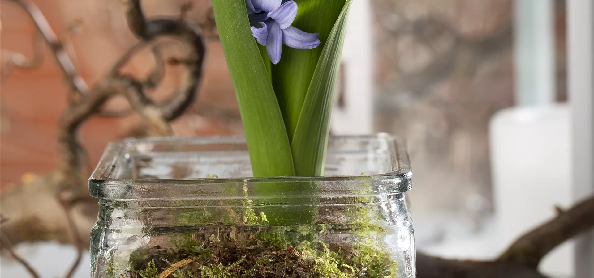 Hyacinthus