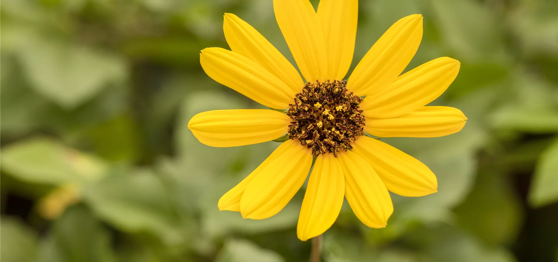 Helianthus 'Helisol'