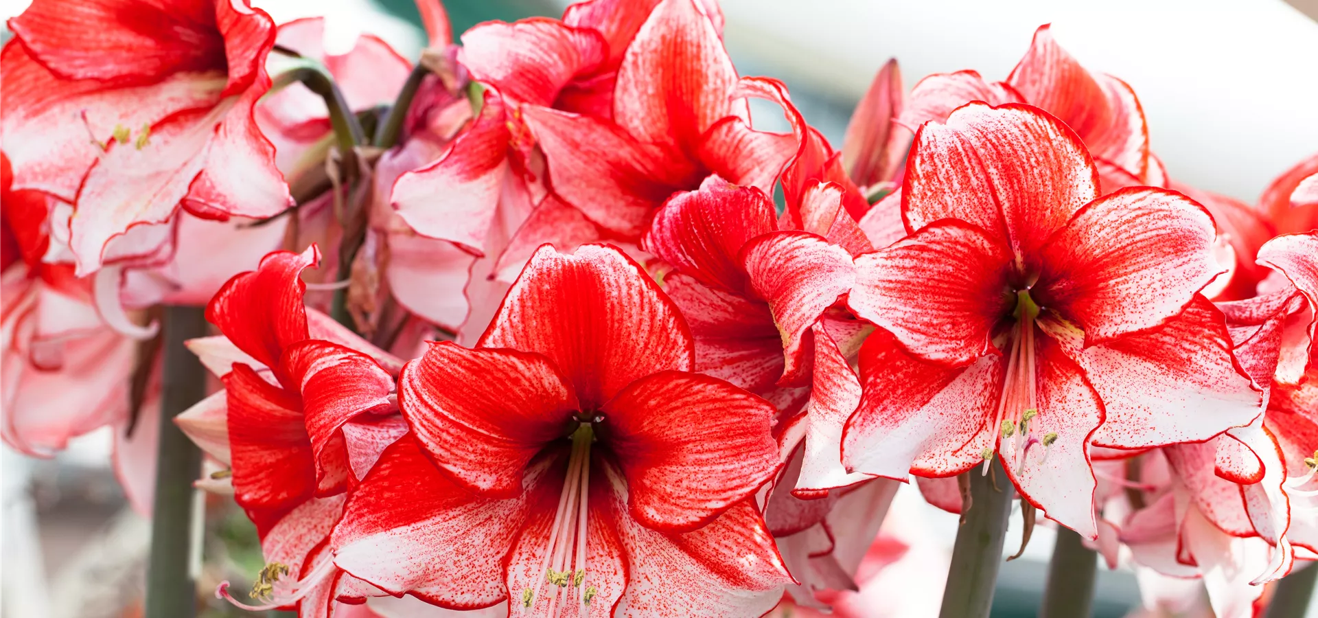 Hippeastrum 'Charisma'