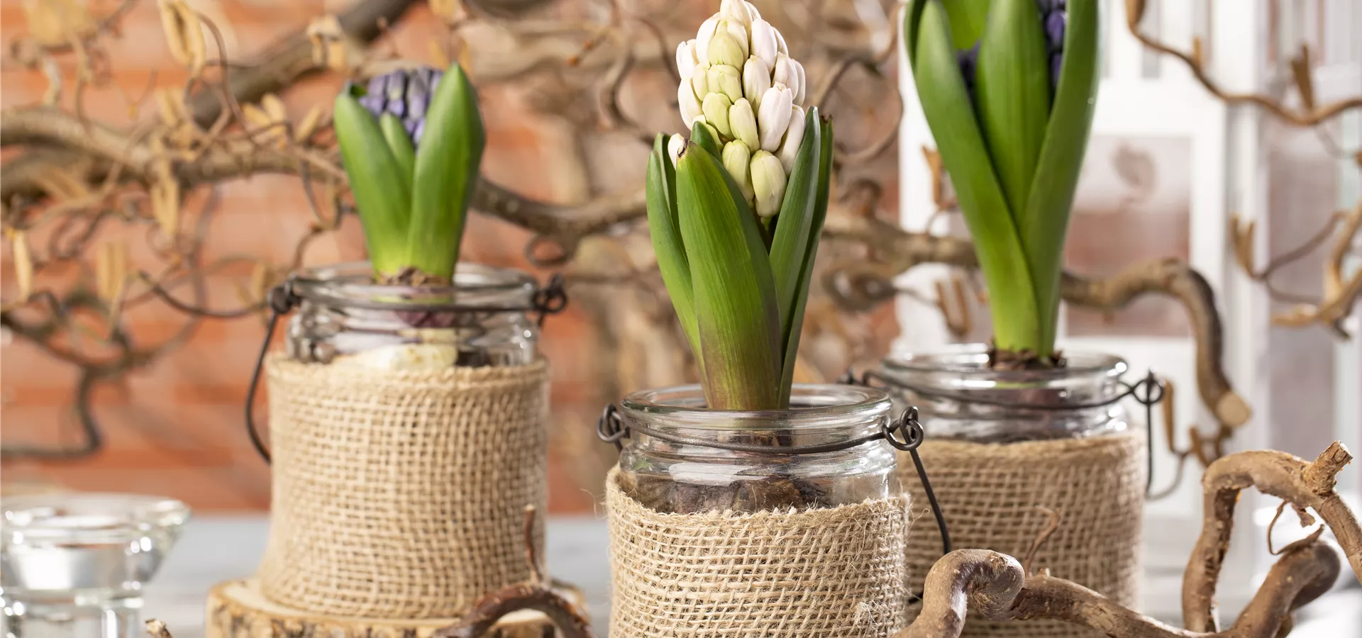 Hyacinthus