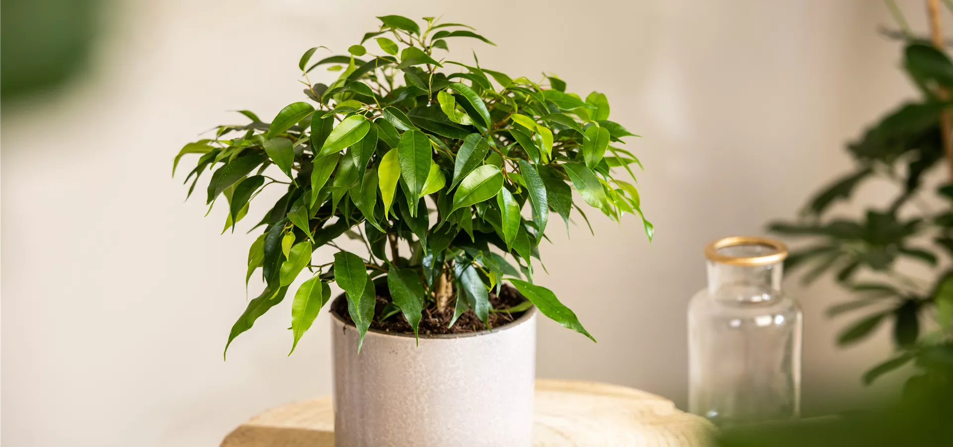 Ficus benjamina 'Green Kinky'