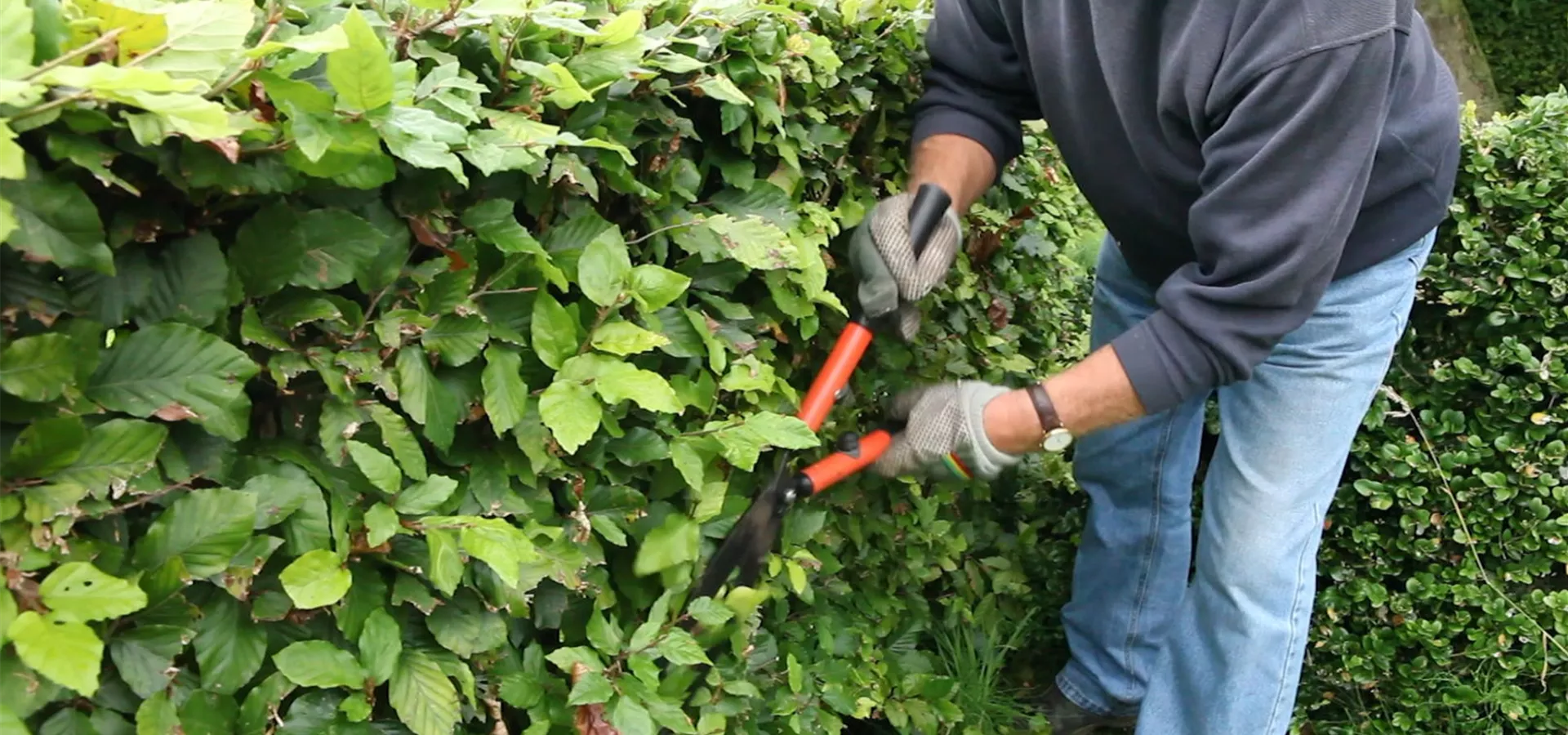 Rotbuchenhecke - Zurückschneiden mit der Hand-Heckenschere (4)