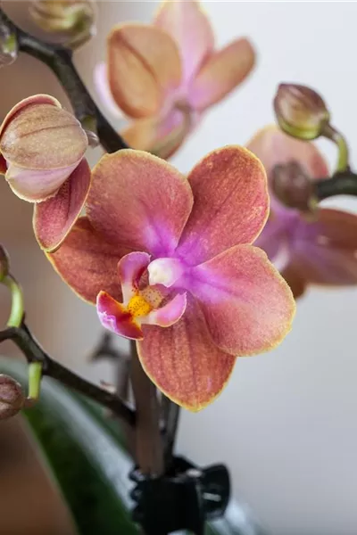 Phalaenopsis multiflora &#39;Fragrance Pfirsisch&#39;