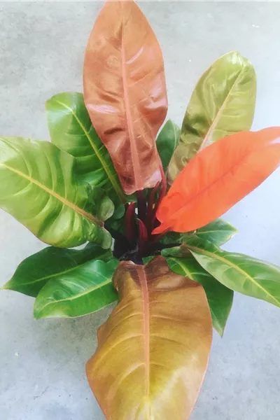 Philodendron Prince of Orange