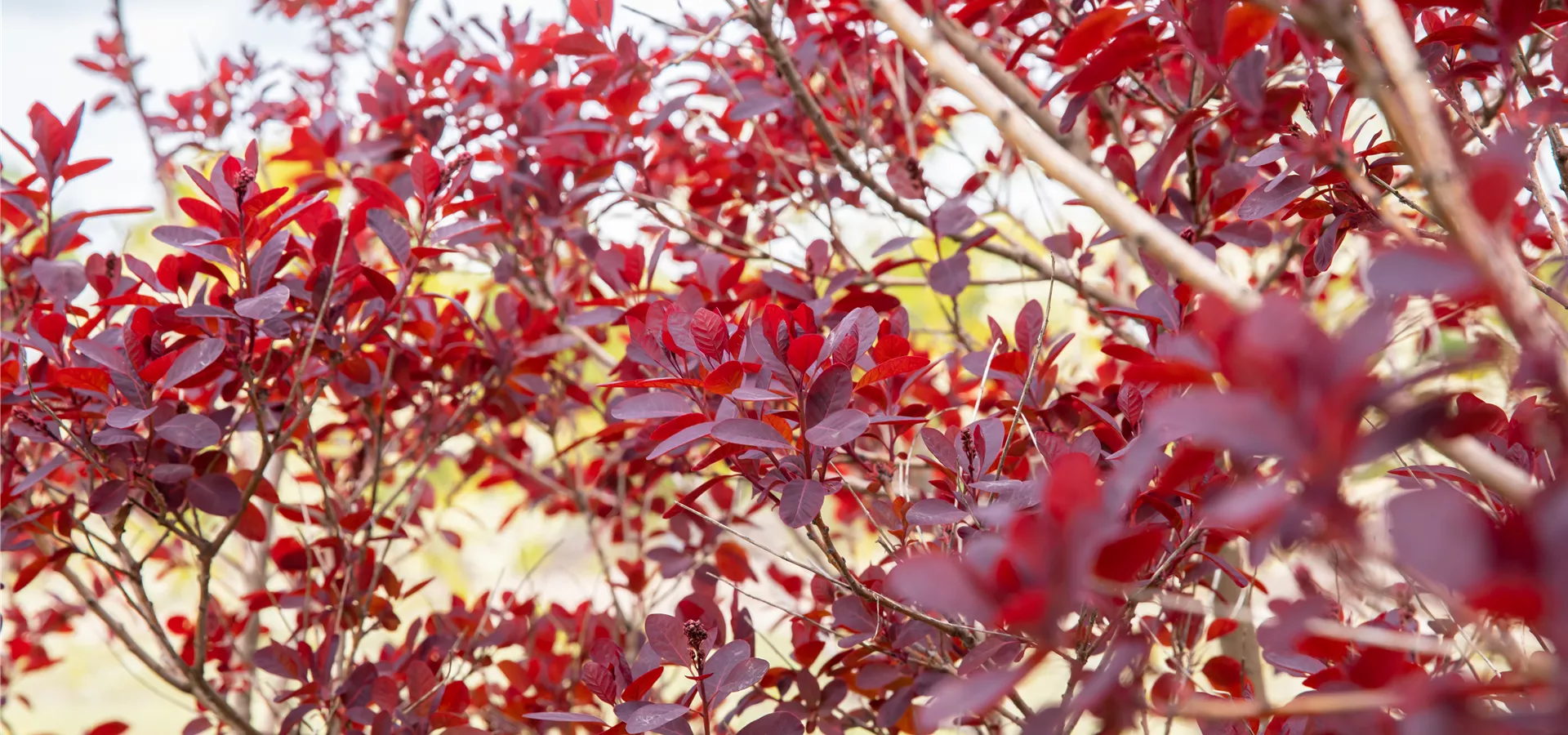 Cotinus coggygria, rot