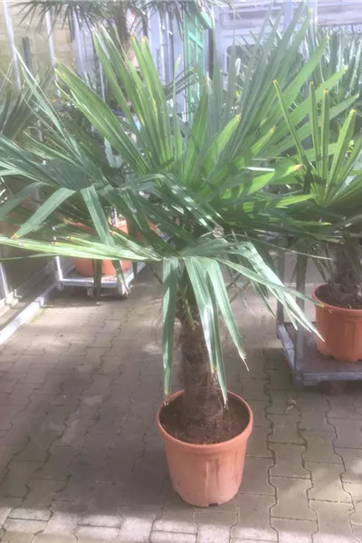 Trachycarpus Fortunei