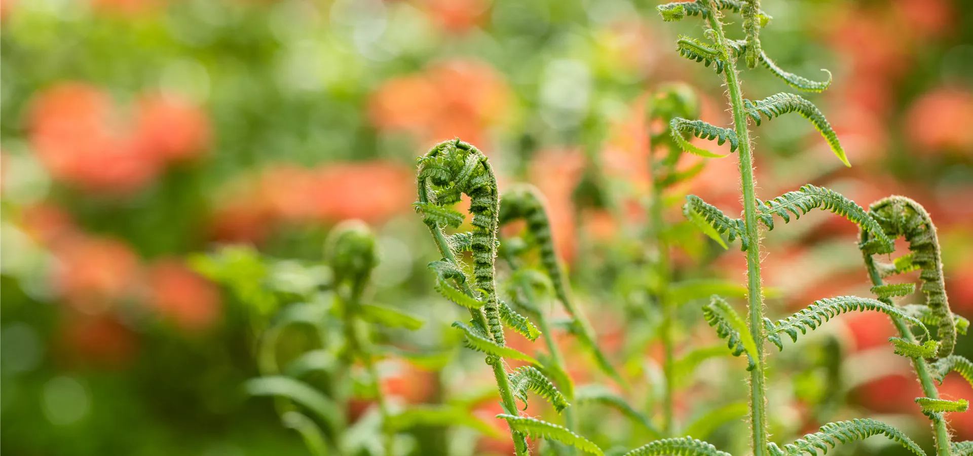 Dryopteris filix-mas