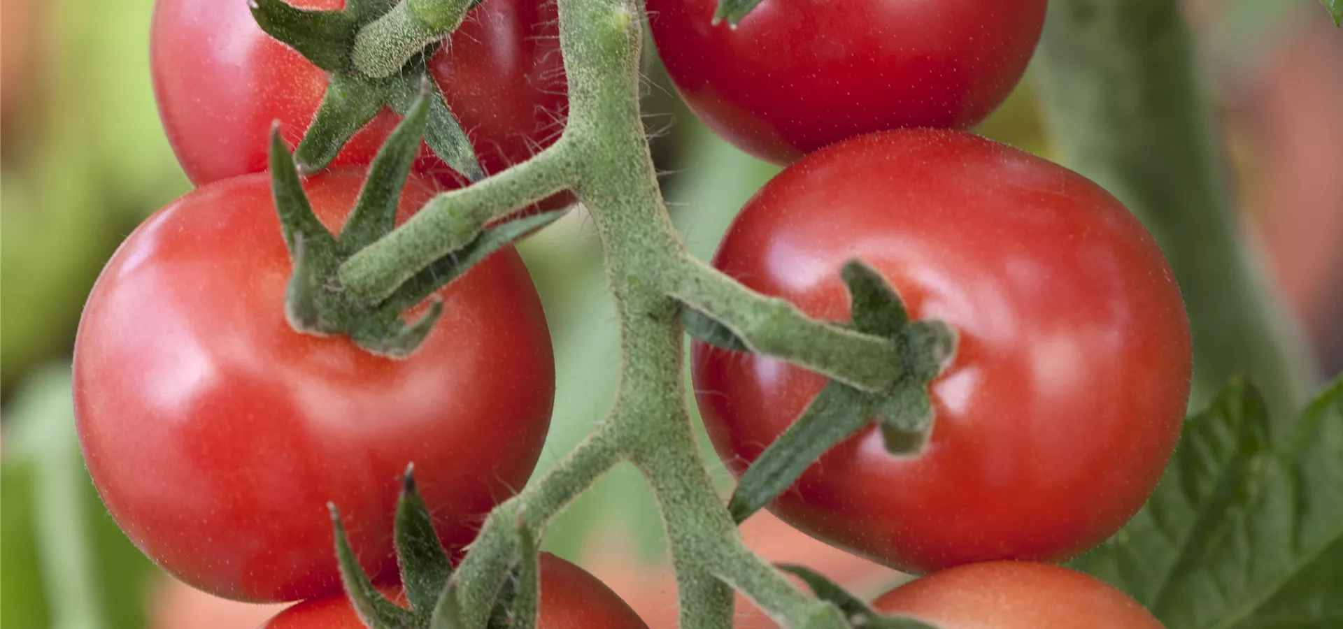 Solanum lycopersicum