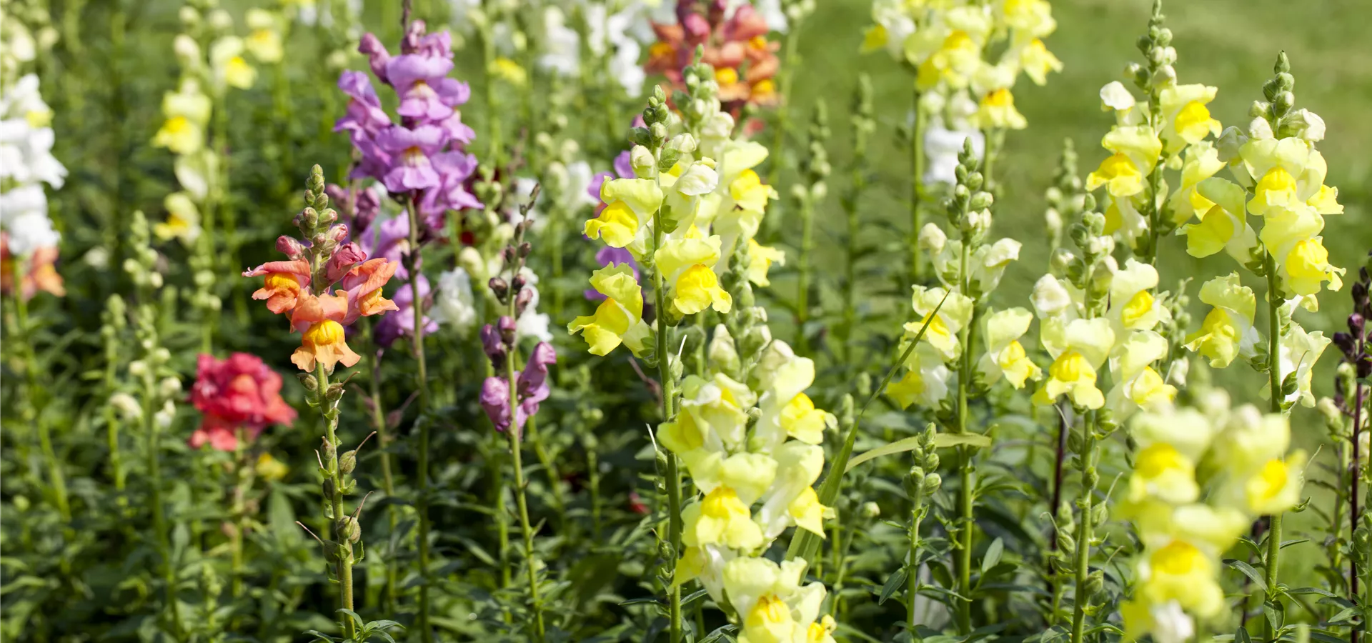 Antirrhinum majus