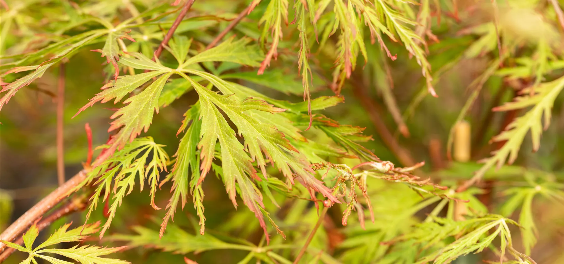 Acer pseudosieboldianum 'Ice Dragon'®