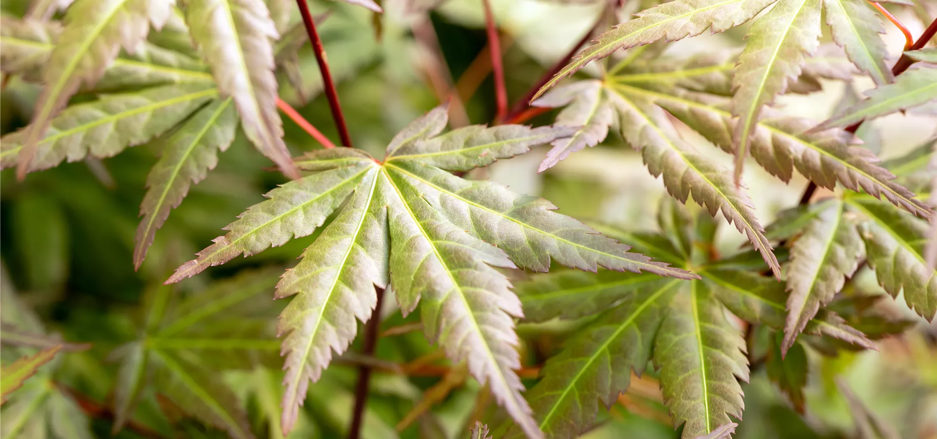 Acer palmatum 'Limelight'