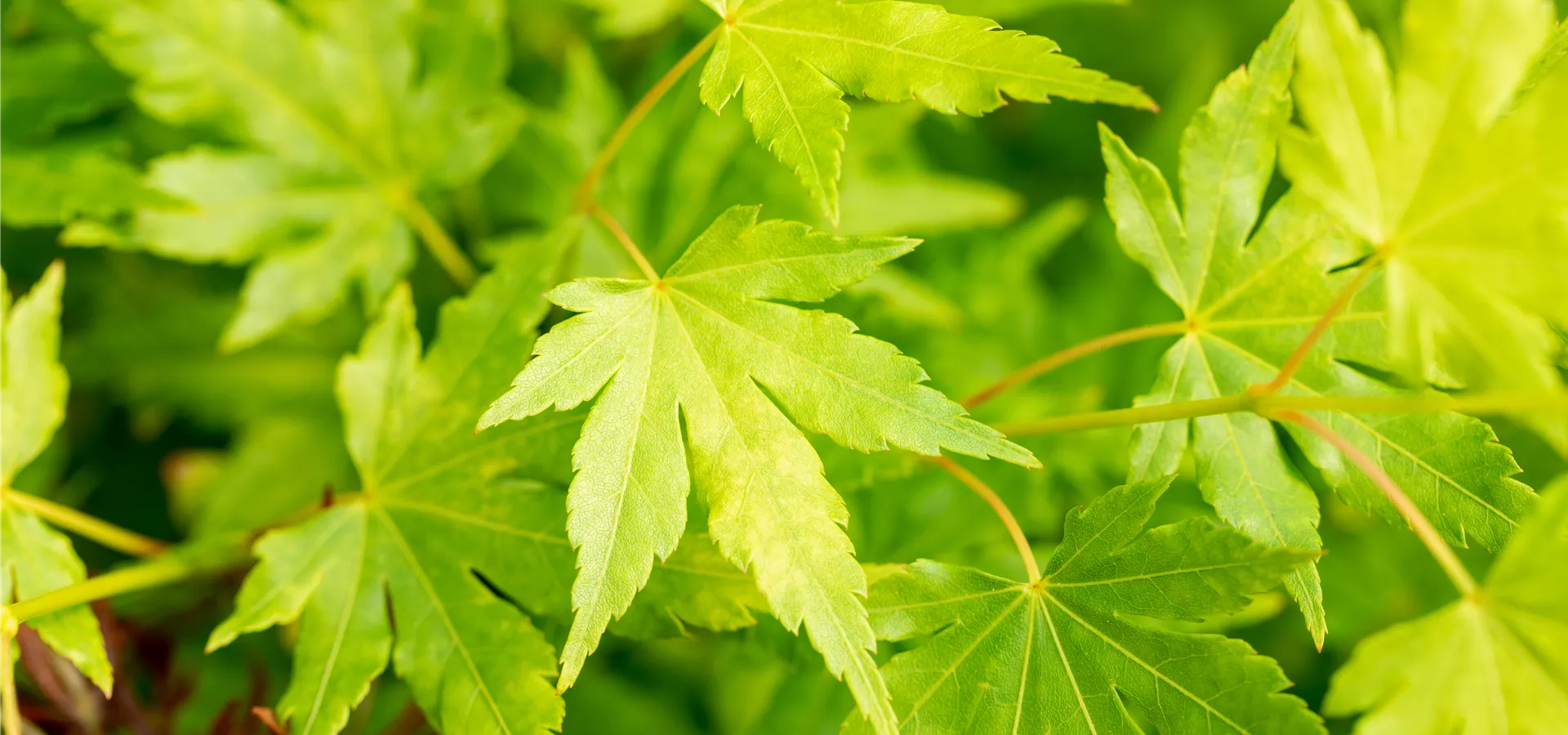 Acer palmatum 'Going Green'