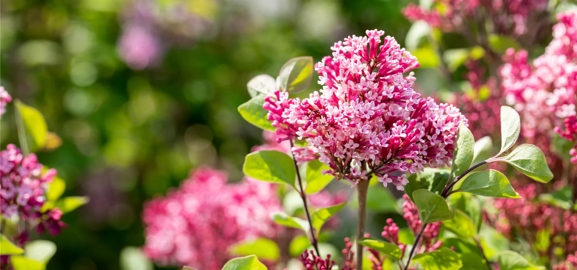 Syringa 'Prince Charming'™