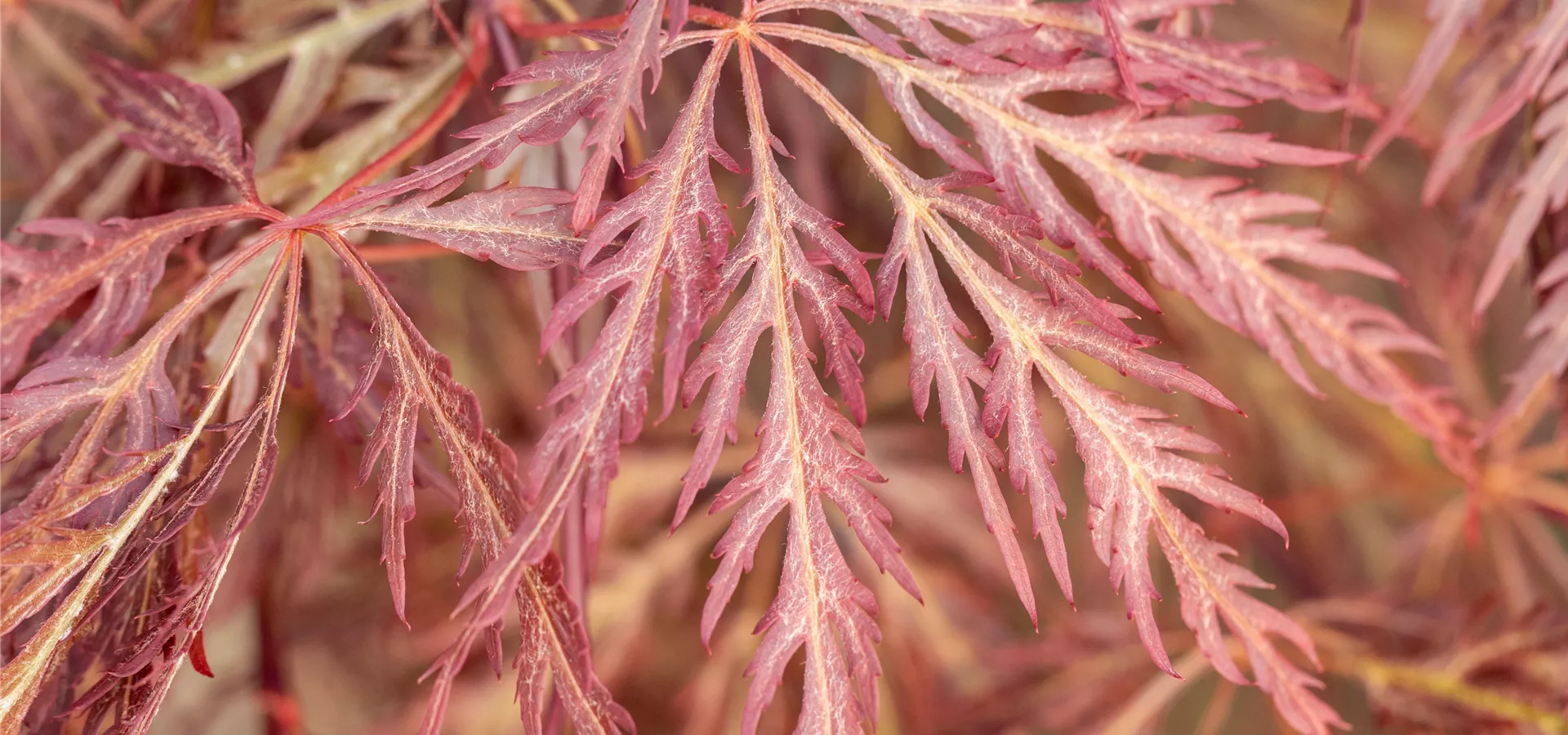 Acer palmatum 'Shojo Shidare'