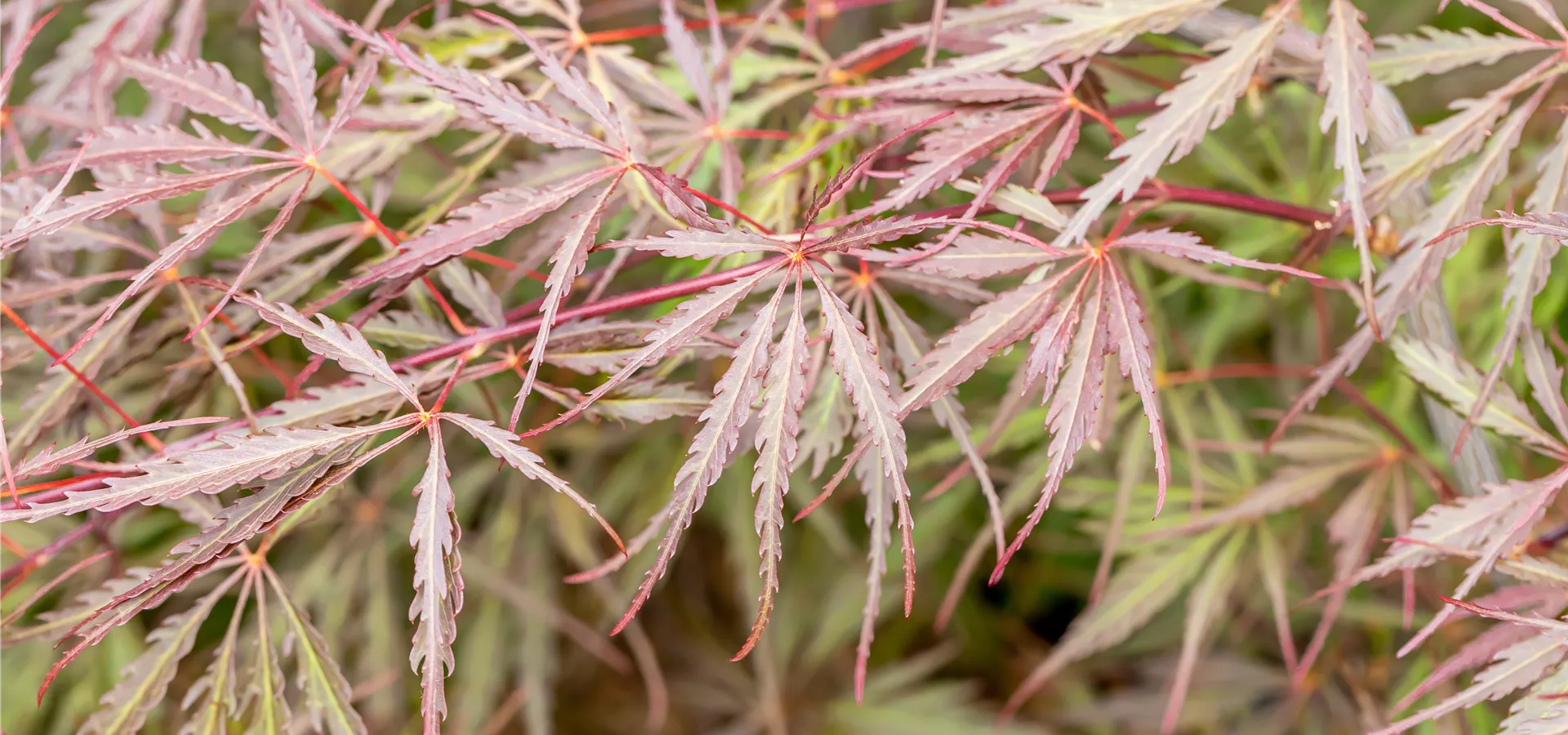 Acer palmatum 'Tamukeyama'