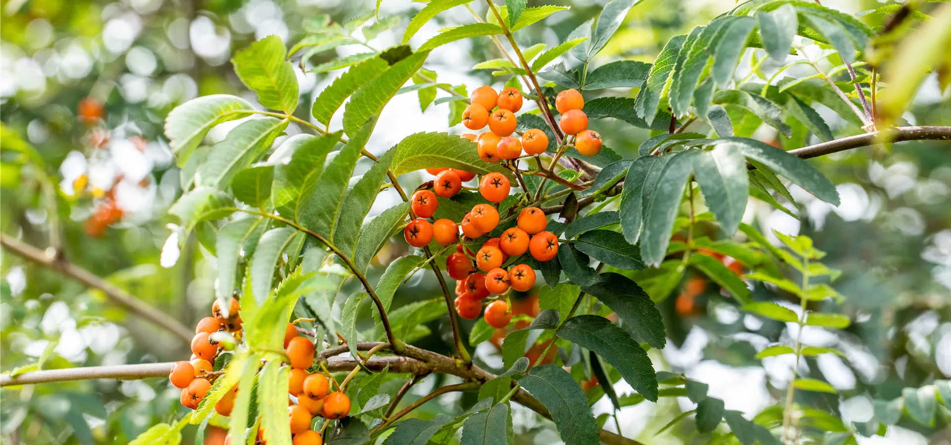 Sorbus aucuparia