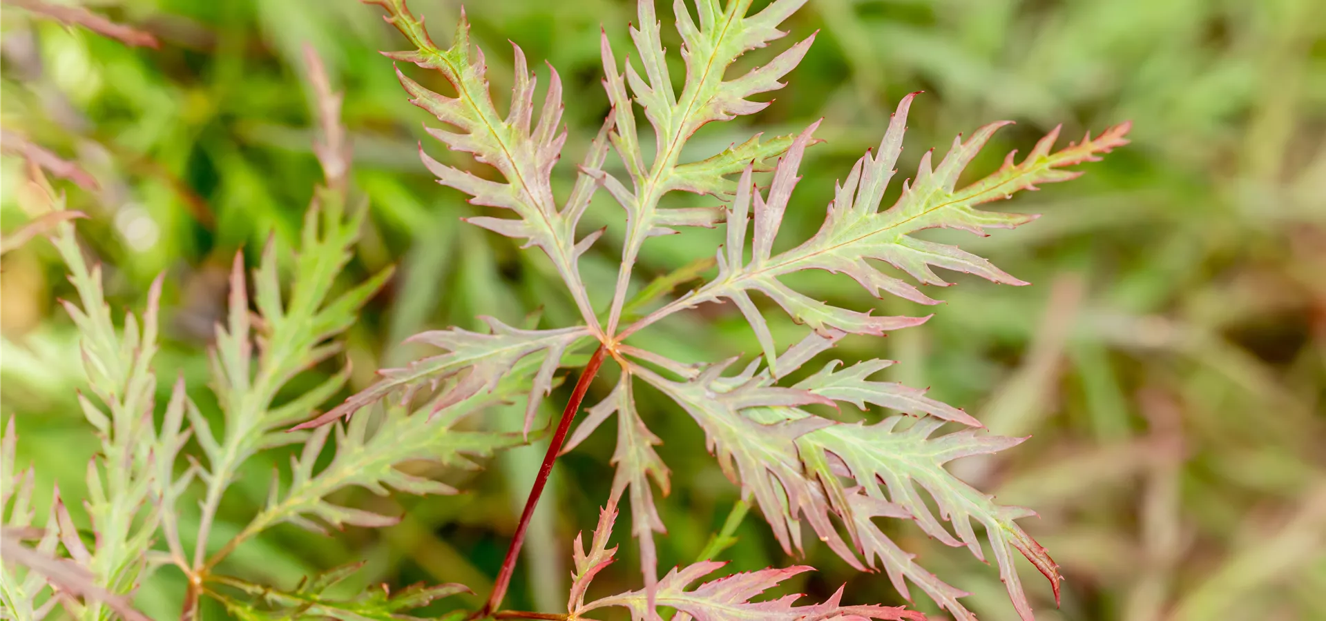 Acer palmatum 'Stella Rossa'