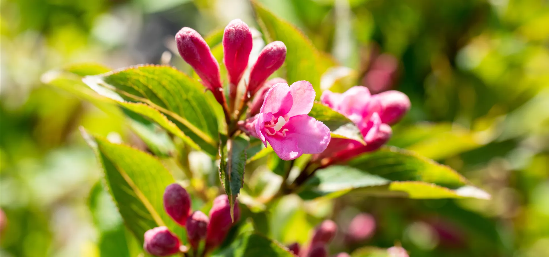 Weigela florida 'Pink Poppet'®