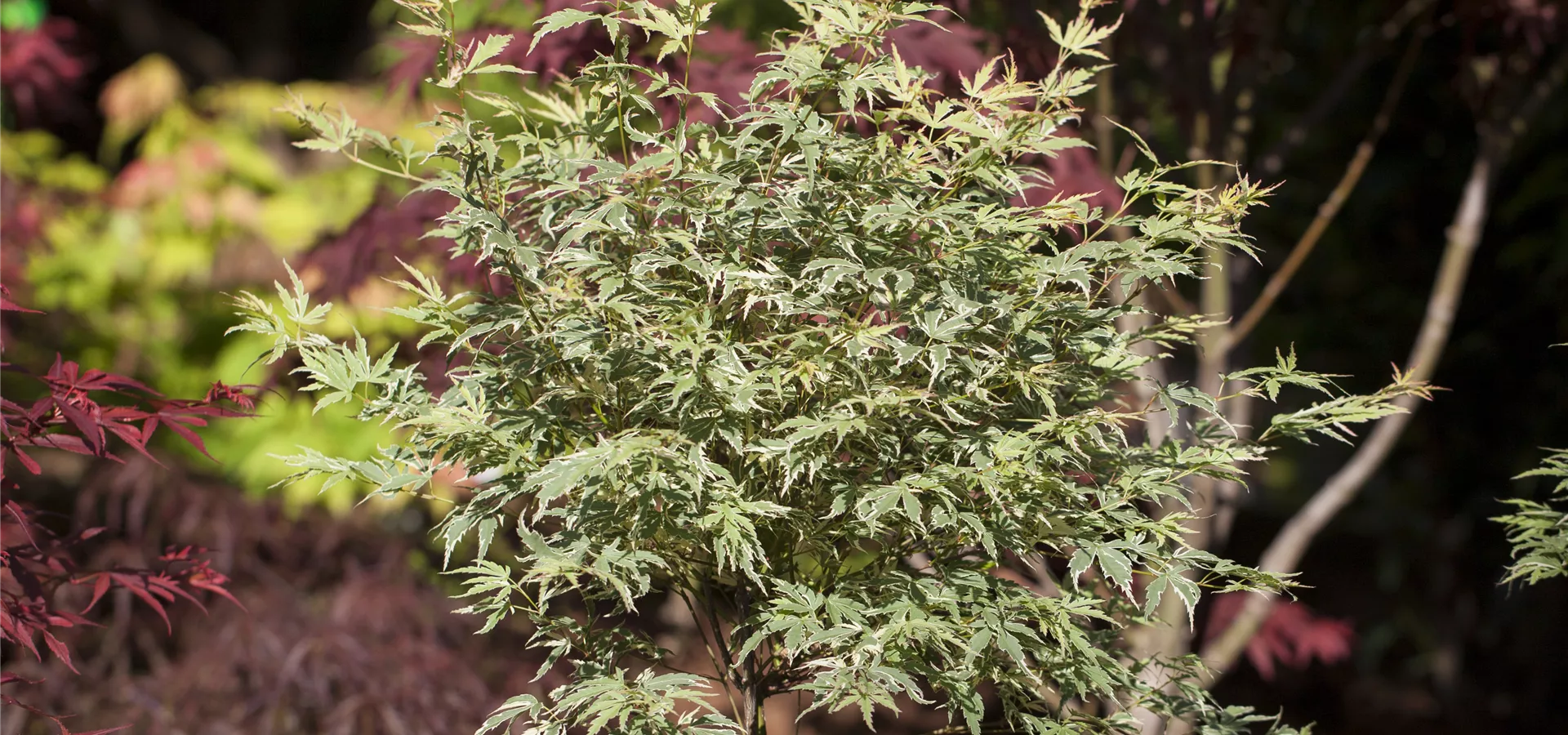 Acer palmatum 'Roseo Marginatum'