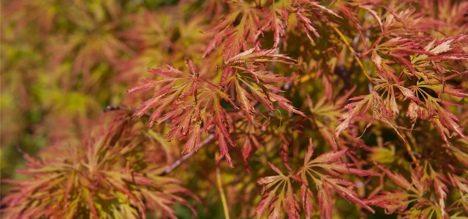 Acer palmatum 'Baldsmith'