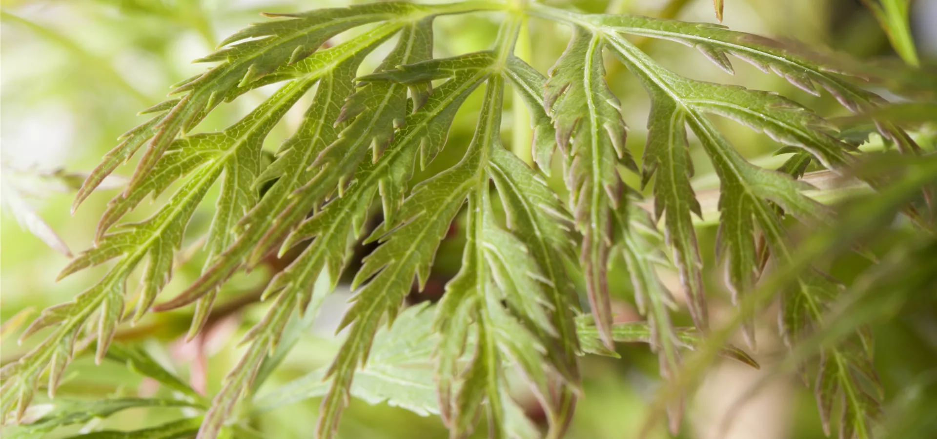 Acer palmatum 'Emerald Lace'