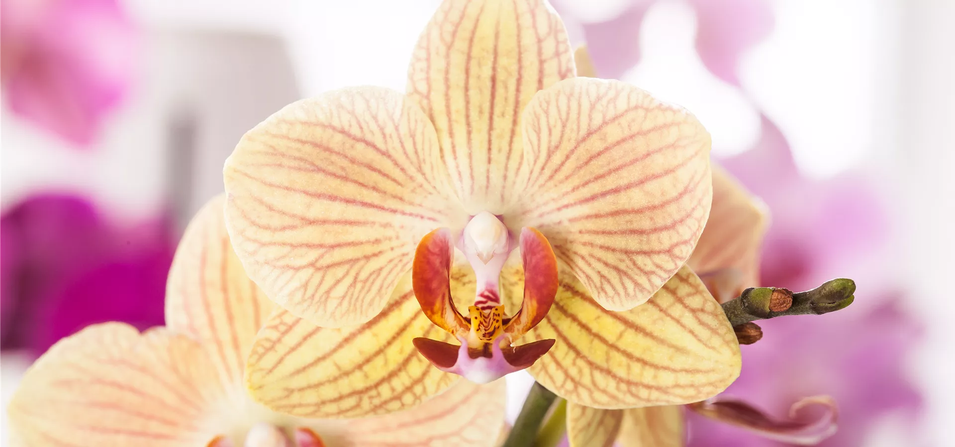 Phalaenopsis